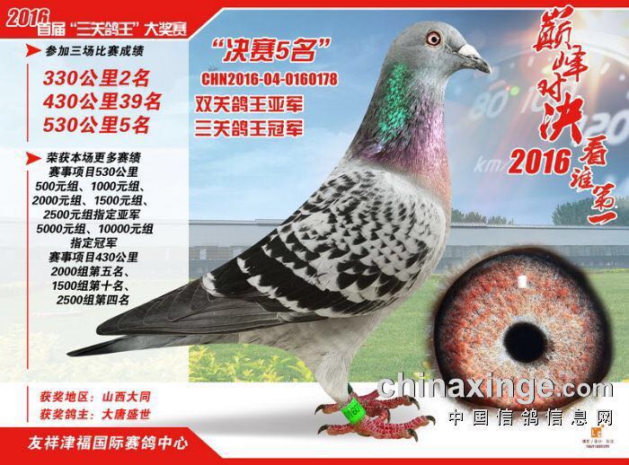 铭桥赛鸽公棚最新公告，更新设施与赛事安排